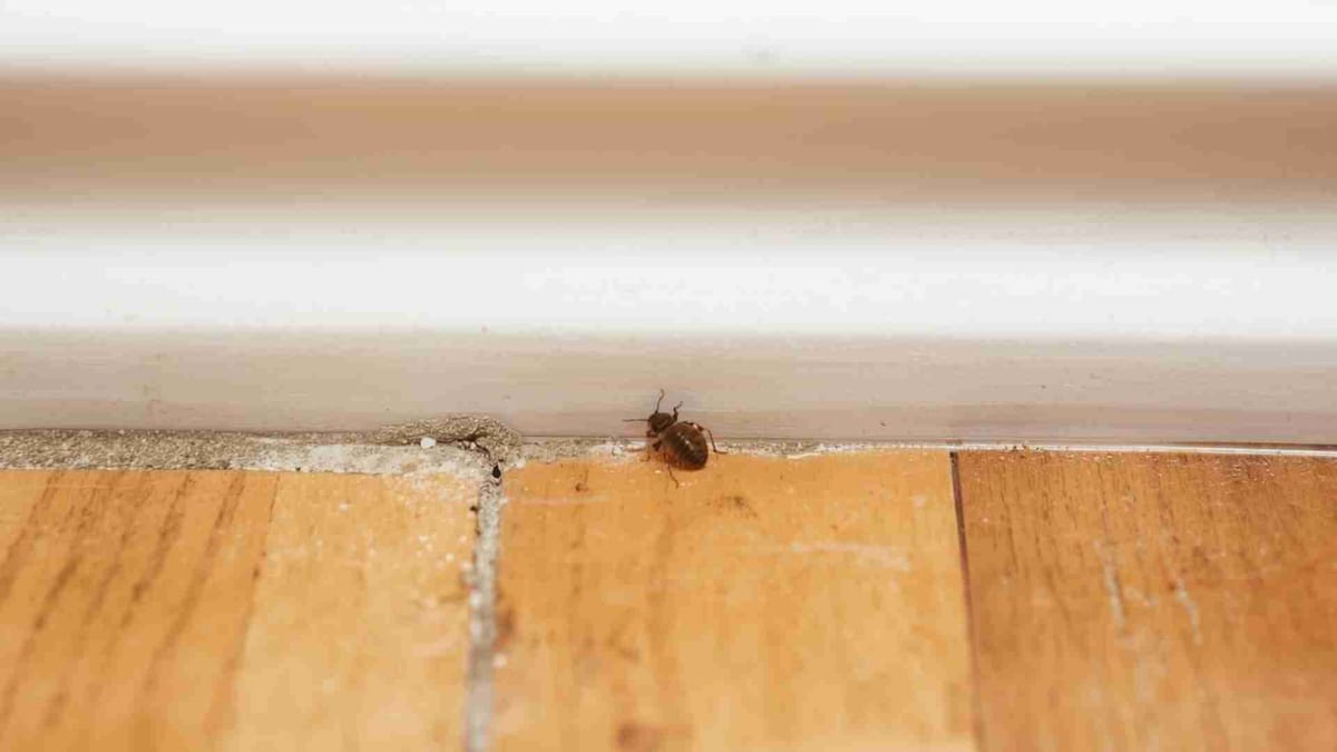 Tiny Bugs Crawling Out of Baseboards?