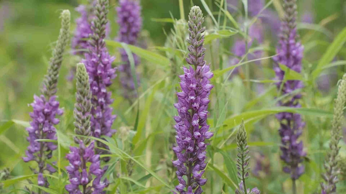 How Is Purple Loosestrife Harmful?