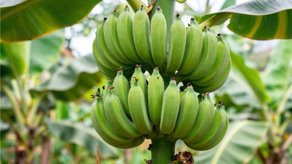 How Many Times Can a Banana Tree Bear Fruit?